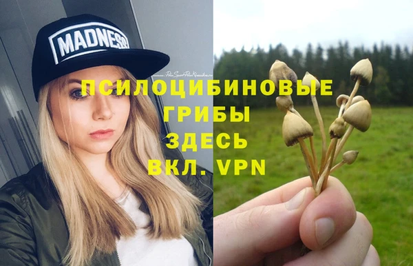 прущие грибы Верея